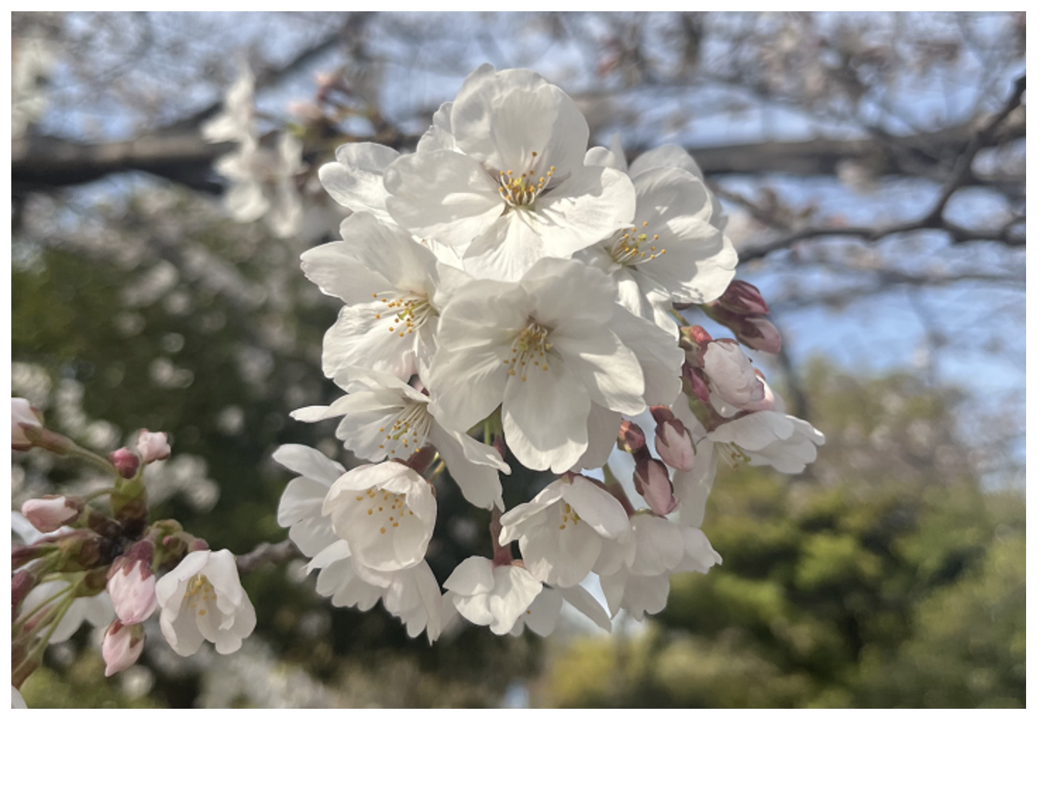 桜の画像をブラウザで表示したイメージ