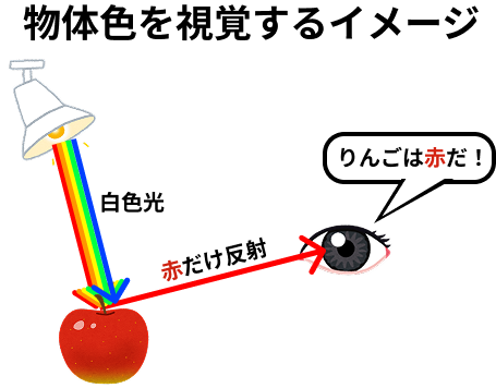物体色を見るイメージ
